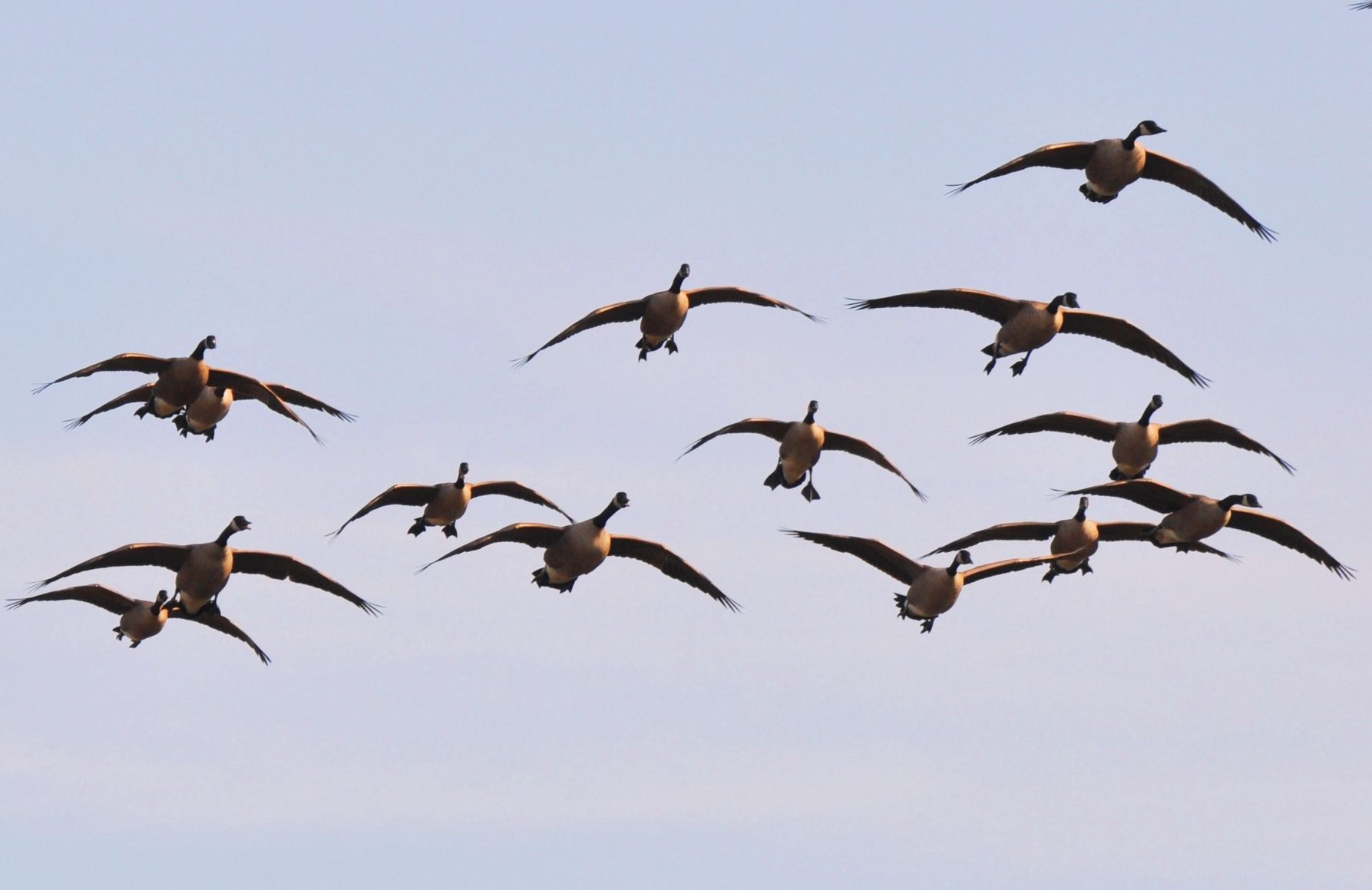 Canada geese